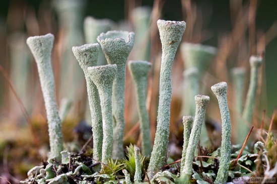 Cup lichen forest
